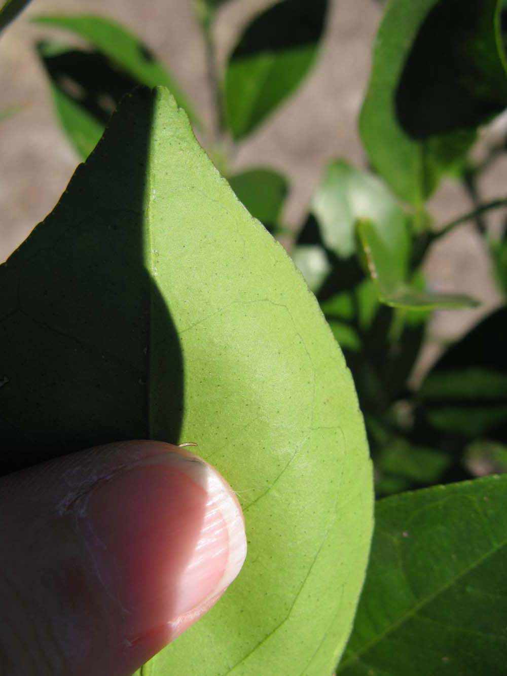              Margin (Winter Haven, FL)       